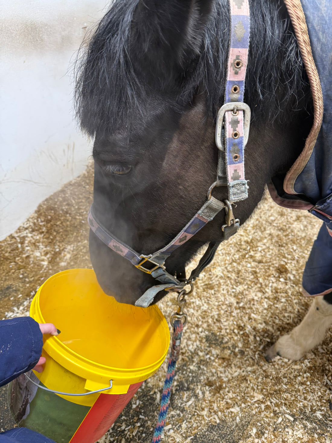 Steaming can be a helpful relief when a horse is struggling with constant coughing and laboured breathing 
