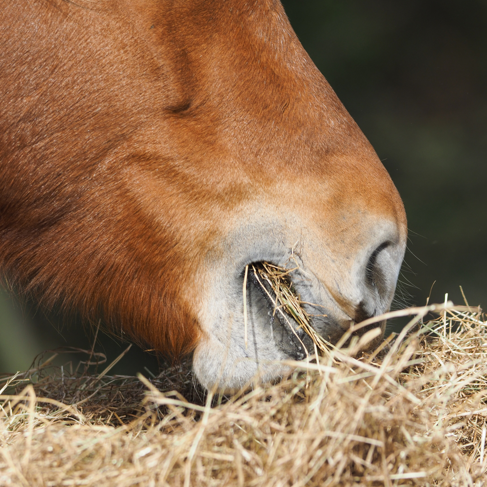 Equine Feedline